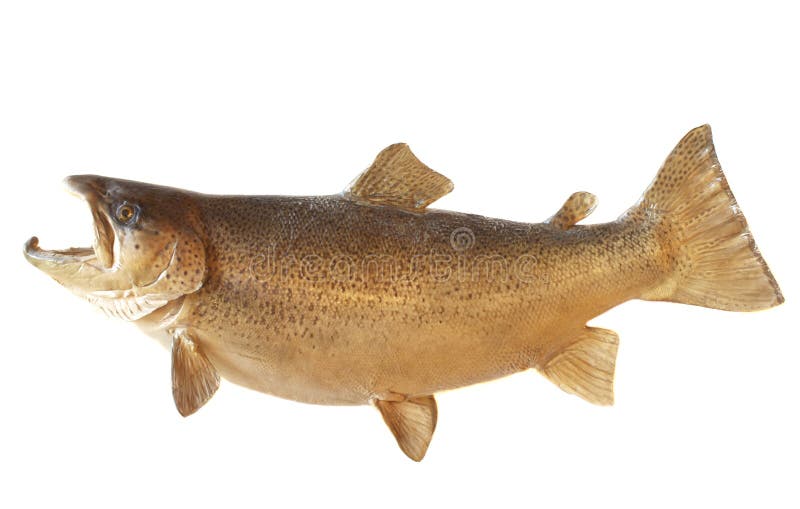 429 Male Brown Trout Stock Photos - Free & Royalty-Free Stock Photos from  Dreamstime