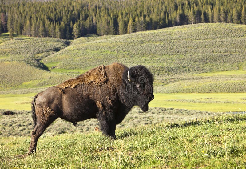 Male Buffalo In Yellowstone royalty free stock image