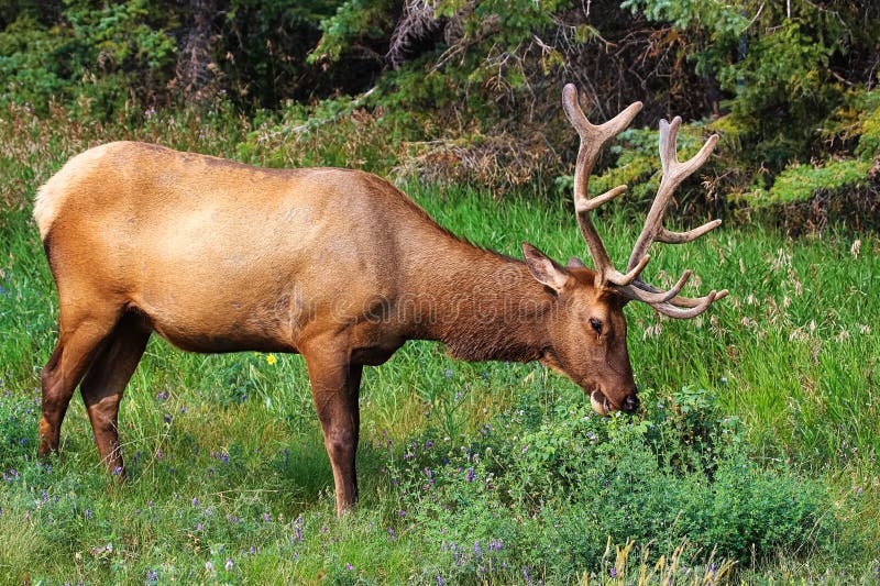 A Male Bull Elk Eats Fresh Clover Stock Photo Image of bugle, hunt