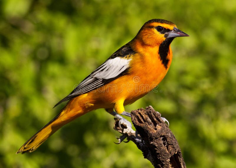 Male Bullock s Oriole