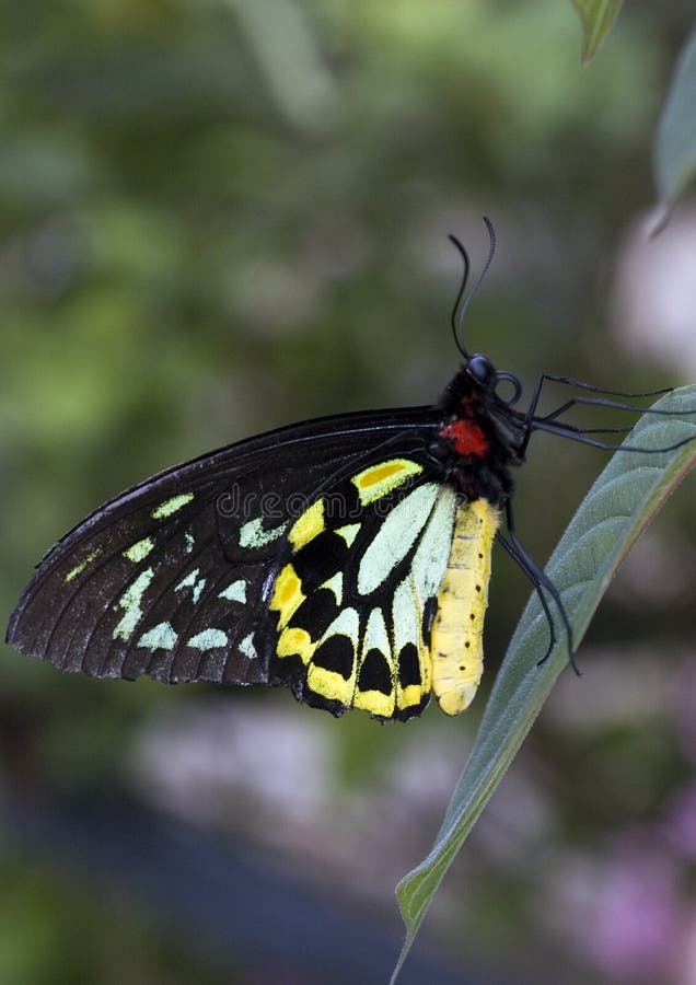 Cairns Green Birdwing Butterfly Stock Photos Free & RoyaltyFree