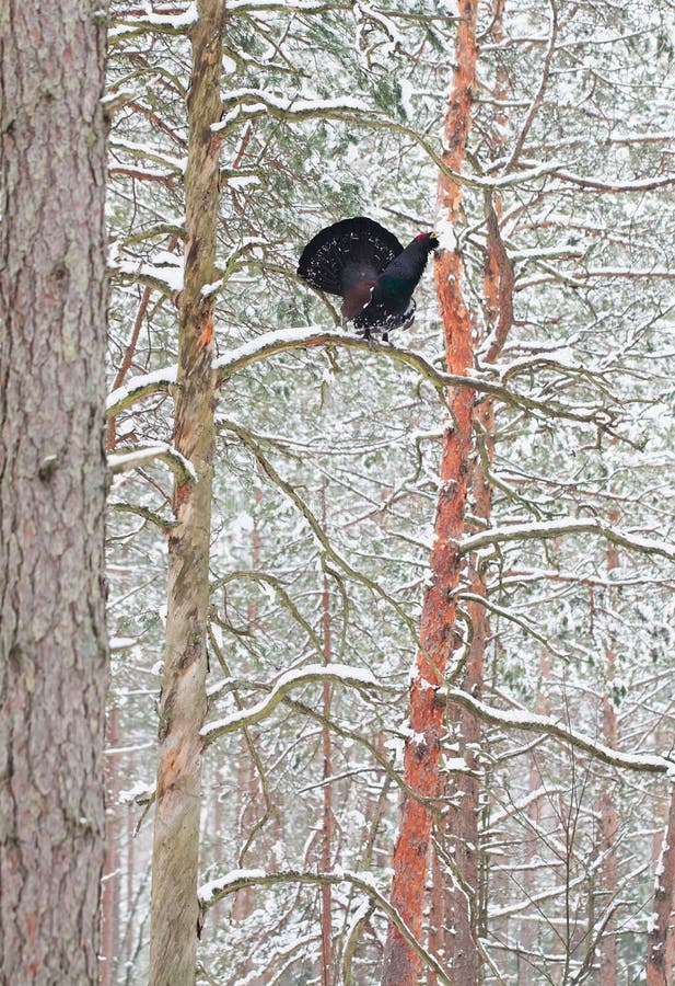 Male Capercaillie displaying in a pine forest