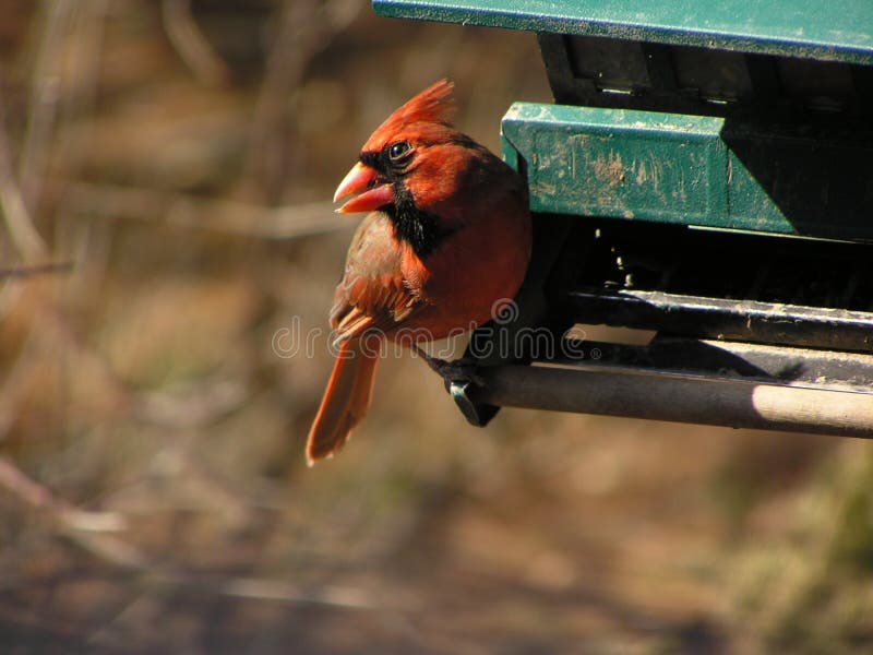 Male Cardinal 2