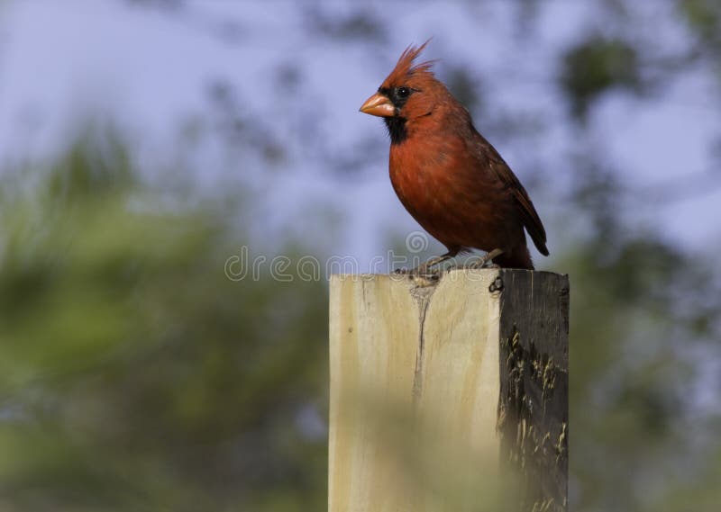 Male cardinal du nord (cardinalis de cardinalis) photo stock Male cardinal du nord (cardinalis de cardinalis) photo stock