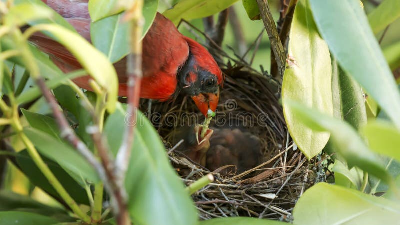 Male cardinal feeding a catapillar to its young