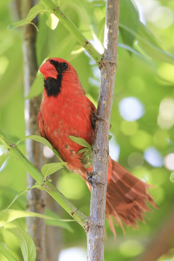 216 Male Cardinal Feeding Birds Stock Photos Free & RoyaltyFree