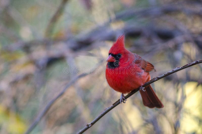 Male Cardinal