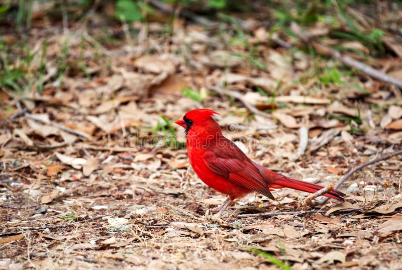 A male cardinal perched on the floor of the forest.