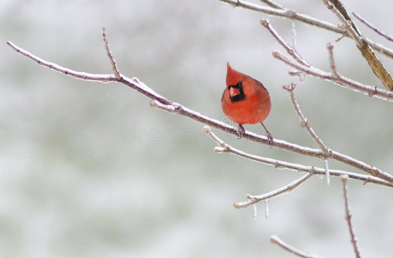 Male Cardinal