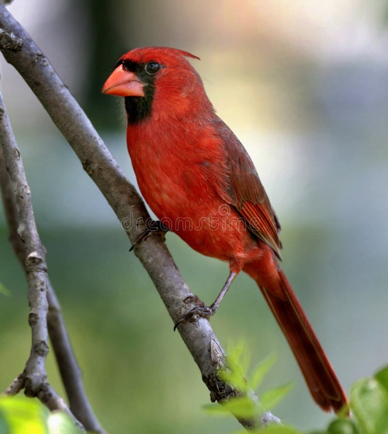 Male cardinal