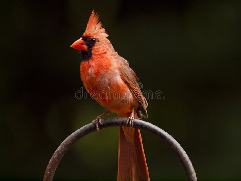 Male Cardinal on a Ring Perch