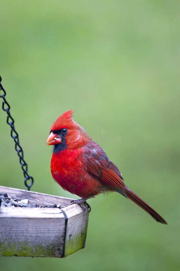 Male Cardinal sitting on feeder