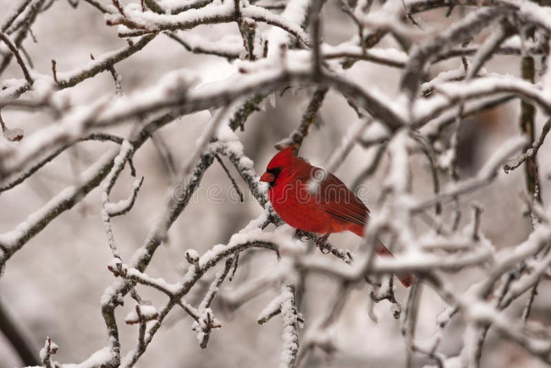Male cardinal on snowy branches
