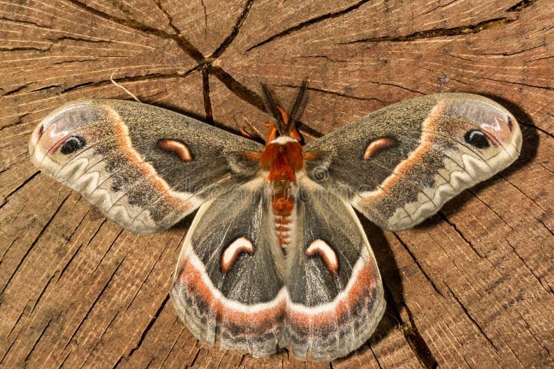 333 Cecropia Moth Stock Photos - Free & Royalty-Free Stock Photos from ...