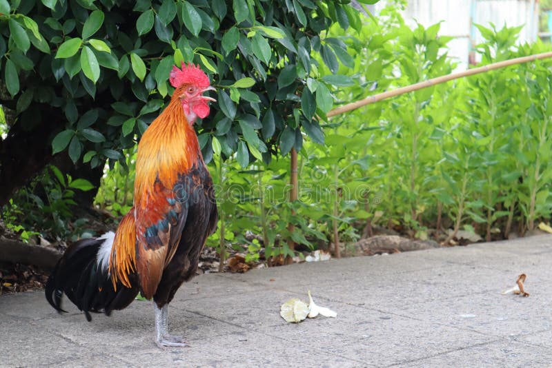 The male chicken is singing. It stands upright and looks elegant stock photo The male chicken is singing. It stands upright and looks elegant stock photo