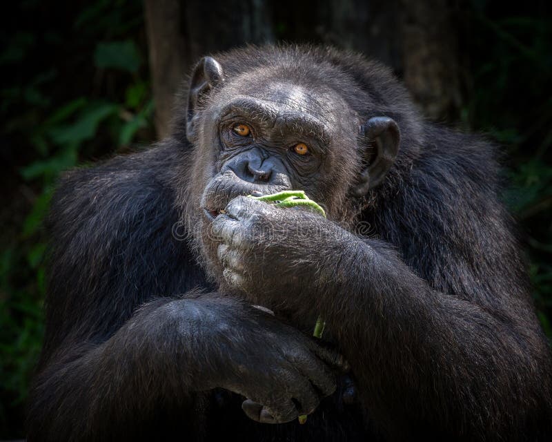 food habits of chimpanzees food habits of chimpanzees