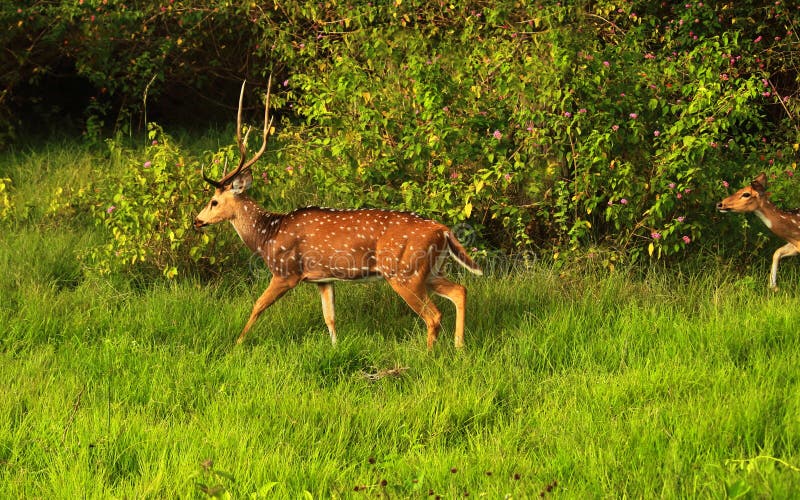 a male Chita or cheetal, also known as spotted deer &#x28;axis axis&#x29; in a grassland, bandipur national park in karnataka, south india