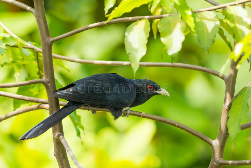 Muž Spoločné Koel(Ázijské Koel), vták schodisko na fotoaparát v prírode.