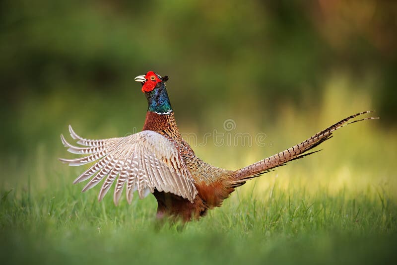 Male common pheasant, phasianus colchicus rooster showing off. with wings wide spread and beak open. Exotic looking colorful european wild bird in natural environment.