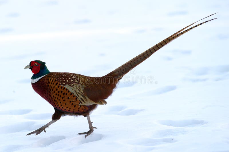 The male Common Pheasant (Phasianus colchicus) is a wonderful colored gallinaceous bird. Its a non-migratory bird in Uppland, Sweden. Prefers farming landscapes with bushes between the fields. The male Common Pheasant (Phasianus colchicus) is a wonderful colored gallinaceous bird. Its a non-migratory bird in Uppland, Sweden. Prefers farming landscapes with bushes between the fields.