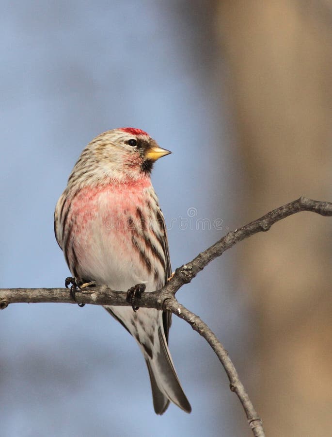 Male Common Redpoll stock photo. Image of wildlife, flammea 18395060