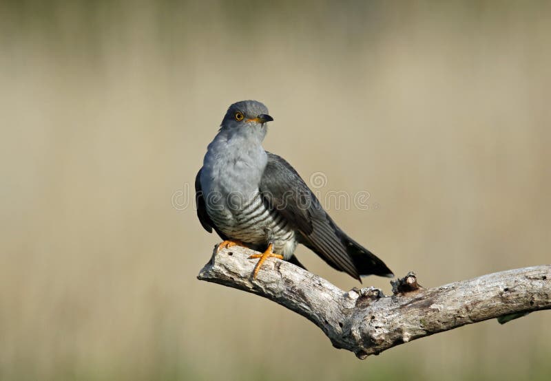 Male cuckoo displaying for females and feeding in a Yorkshire field. Tree kingfisher stock images, royalty-free photos and pictures