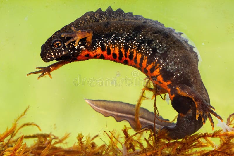 Male danube crested newt swimming underwater in river