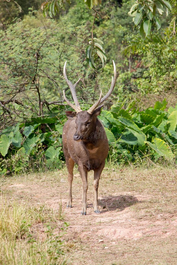 Male deer in forest stock photo. Image of cervus, mammal 113470054