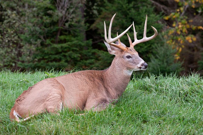 Male Deer Laying on the Grass royalty free stock photos