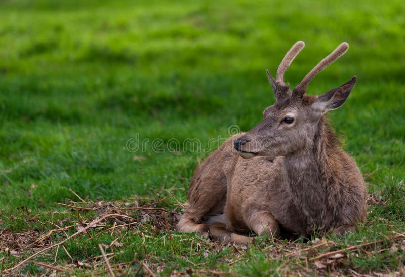 Male Deer Resting in a Field Stock Image Image of fauna, selective