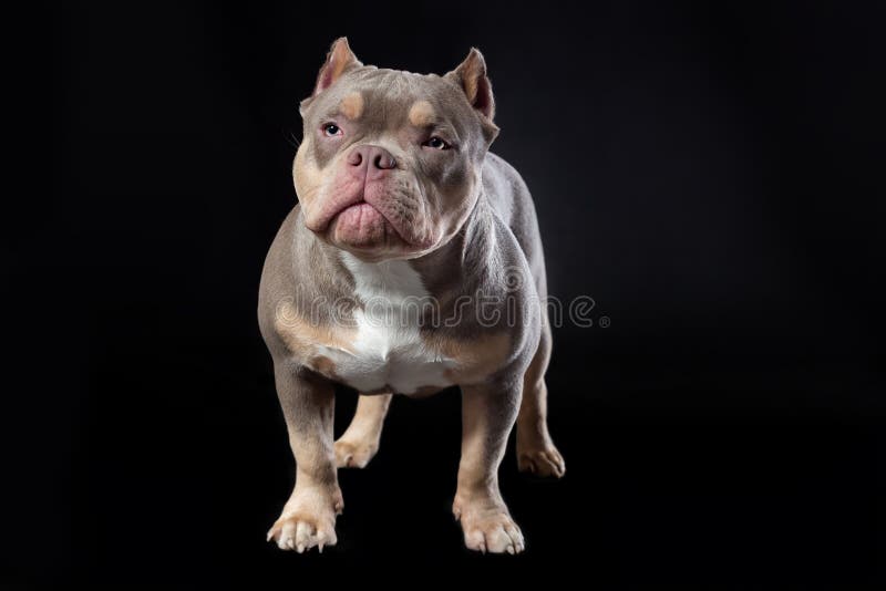 Dog of American Bully Breed of Lilac Tri Color Standing at the Black Background at Front View Stock Image - Image of muscular, pocket: 207647501 Dog Of American Bully Breed Of Lilac Tri Color Standing At The Black Background At Front View Stock Image - Image Of Muscular, Pocket: 207647501