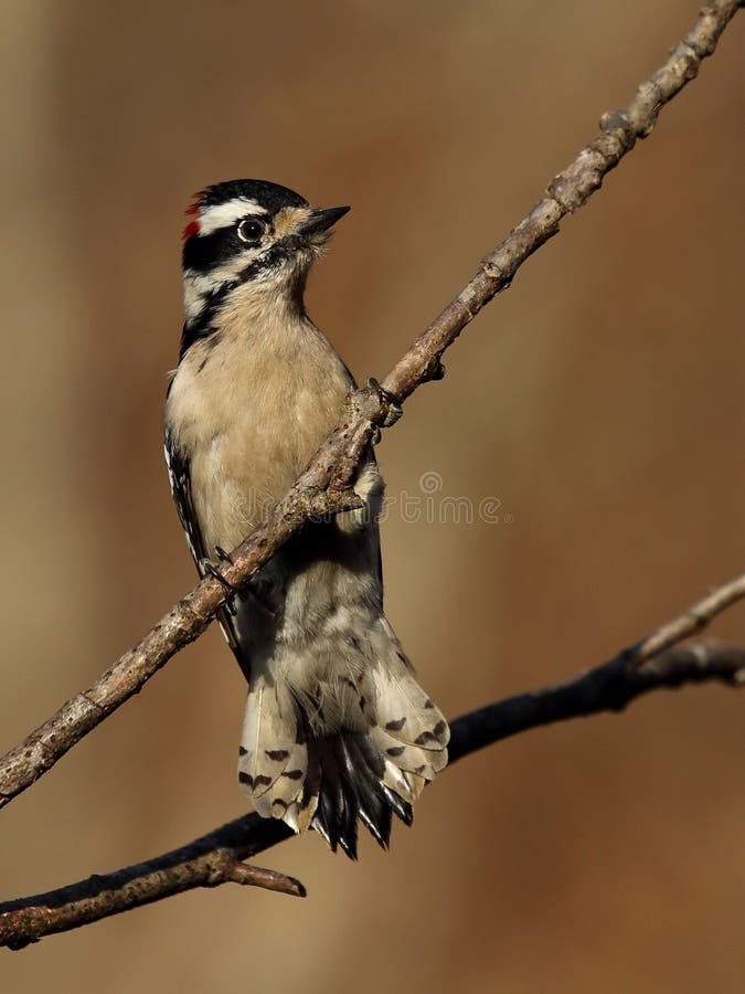 Male Downy Woodpecker Displaying Underside of Tail Feathers Stock Photo