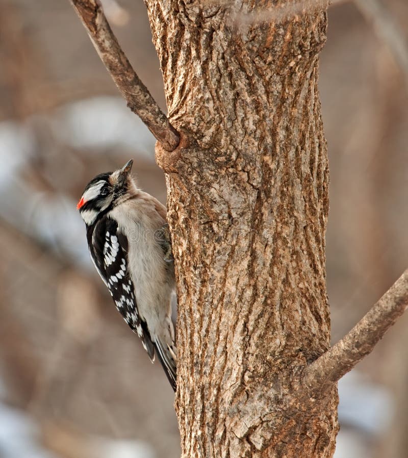 Male Downy Woodpecker Displaying Underside of Tail Feathers Stock Photo