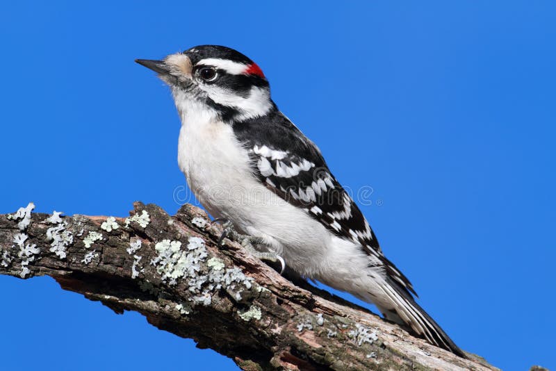 Male Downy Woodpecker Displaying Underside of Tail Feathers Stock Photo