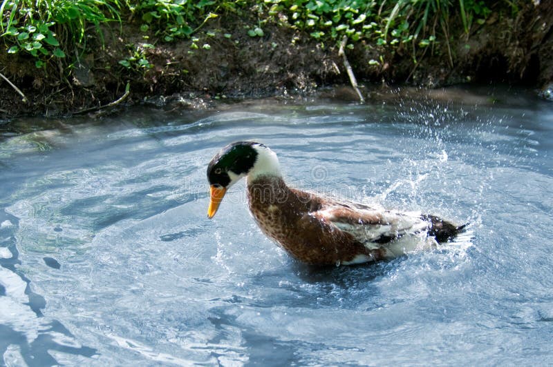 Duck drake bath stock photo. Image of beak, feding, green 45967108
