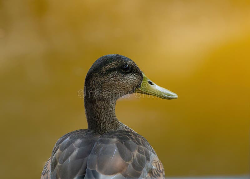 Male Duck Headshot Isolated Stock Photo Image of beauty, mallard