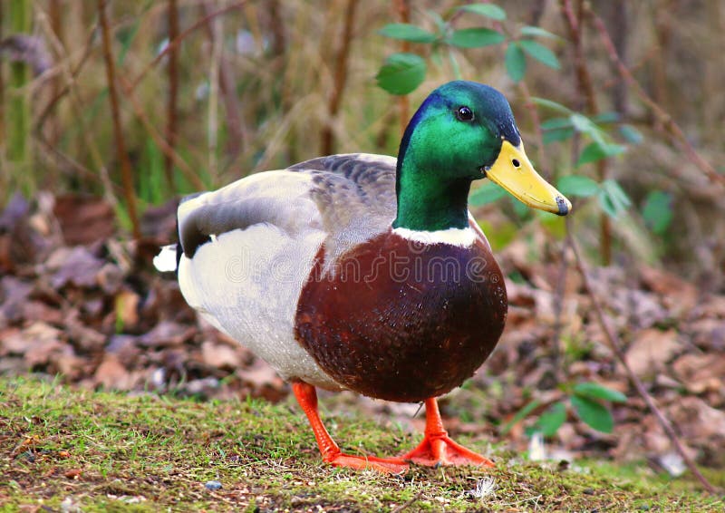 Male Duck Mallard Anas platyrhynchos dabbling ducks