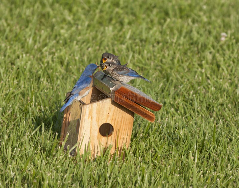download bluebird feed download bluebird feed