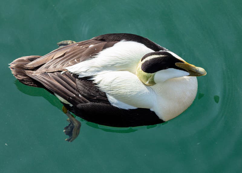 eider feathers