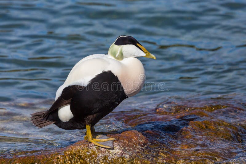 Male eider duck somateria mollissima standing on stone in water