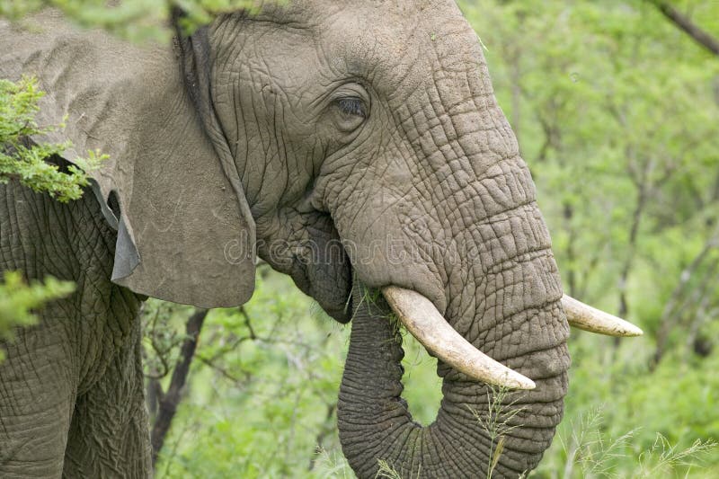 Male elephant with Ivory tusks eating brush in Umfolozi Game Reserve, South Africa, established in 1897