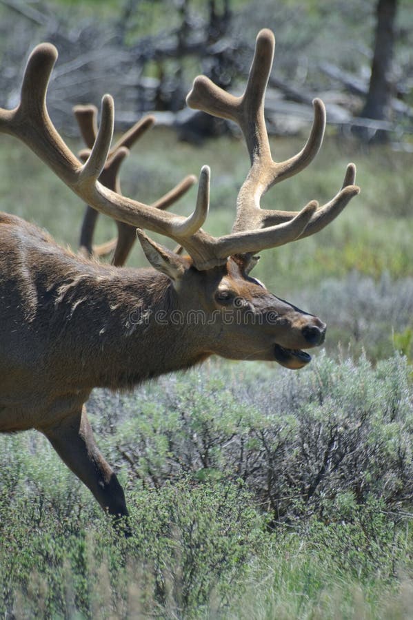 Male elk stock image. Image of antler, park, bull, deer 14921025