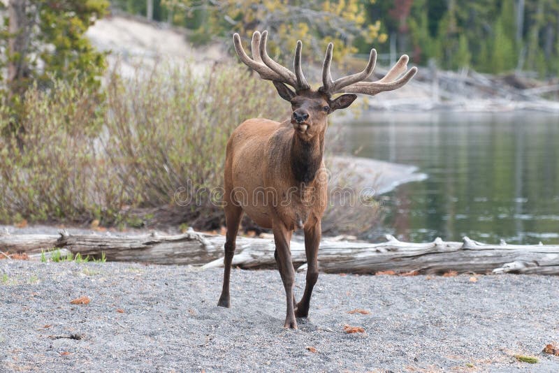 Male Elk stock photo. Image of walk, hooves, buck, lake 25828652