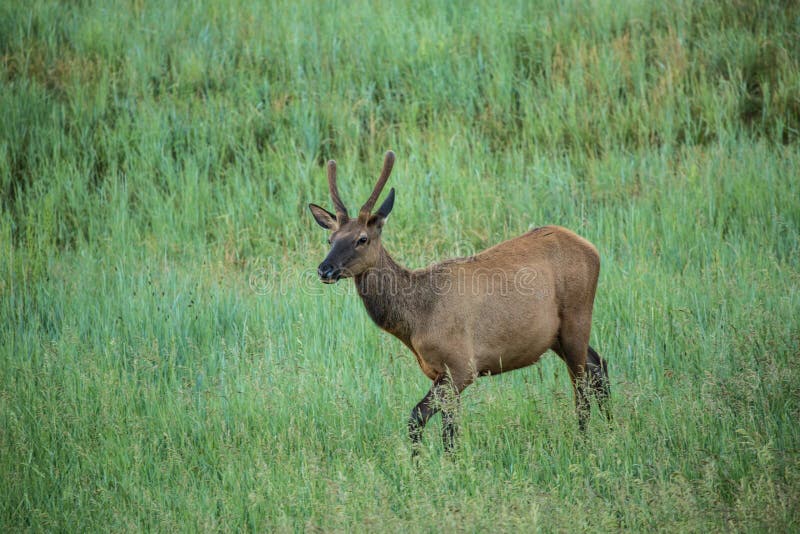 Male Elk In Grass In Colorado