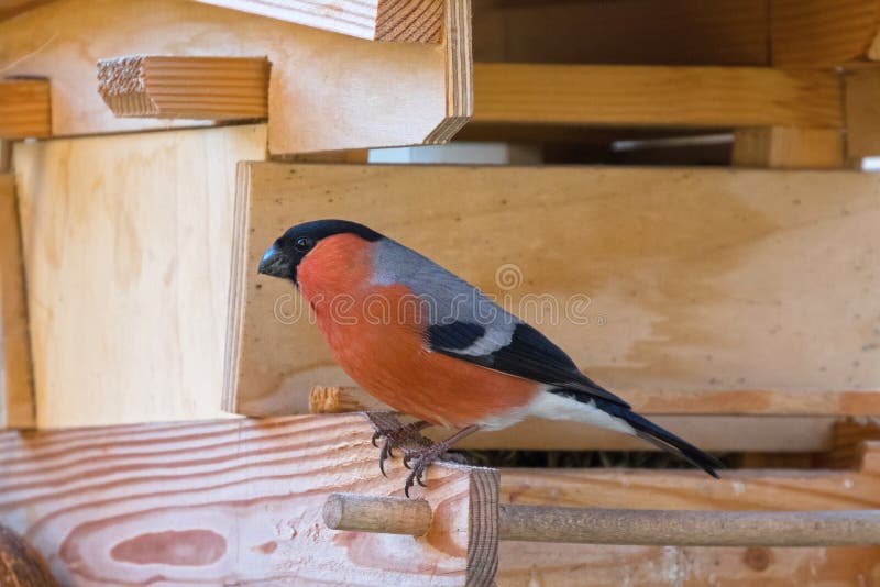 Male Eurasian Common Bullfinch passerine bird in red orange black gray on wooden bird feeder in Austria, Europe stock image
