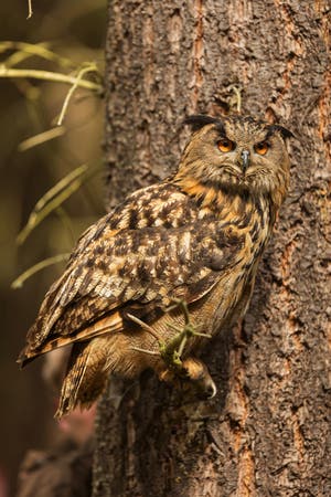 Male Eurasian Eagle owl Bubo Bubo Has Excellent Mimicry And Looks Like Male Eurasian Eagle owl Bubo Bubo Has Excellent Mimicry And Looks Like