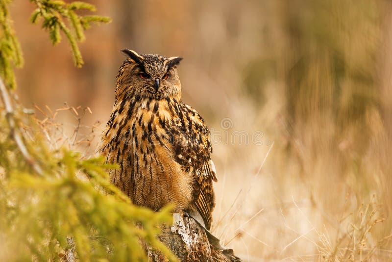 Male Eurasian eagle-owl Bubo bubo sitting hidden behind a spruce branch