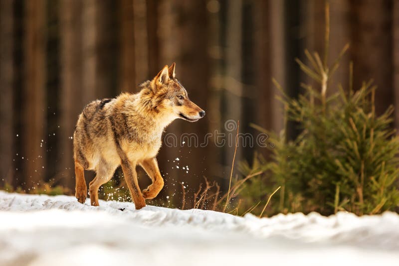 Eurasian Wolf Canis Lupus Lupus Running on the Old Path through the