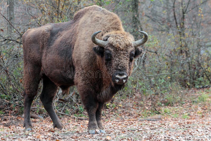 Maschio bisonte europeo(Uro) nella foresta di autunno.