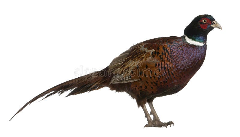 Male European Common Pheasant, Phasianus colchicus, a bird in the pheasant, standing in front of white background